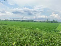 -嘉北郊野公园