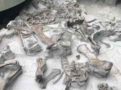 -自贡恐龙博物馆