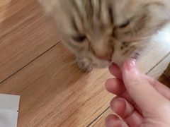 -柚子猫舍·精品猫舍购猫·猫咪认养·购宠·宠物店