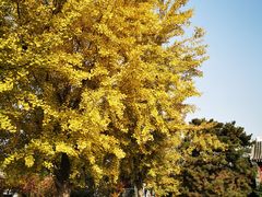 -北京鲁迅博物馆(北京新文化运动纪念馆鲁博馆区)
