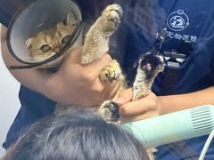 -博特宠物医院24h犬猫全科.骨科·异宠