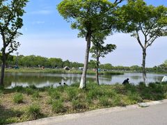 -贡湖湾湿地公园
