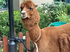 -济南喜来登酒店