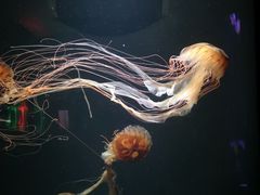 -成都浩海立方海洋公园