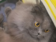 -圣宠动物医院·犬猫专科·影像中心·外科中心