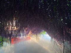 -大塘金香草谷
