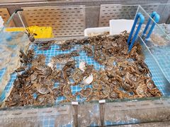 -半岛听涛蒸汽海鲜自助(K11店)