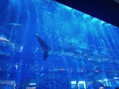 -成都浩海立方海洋公园