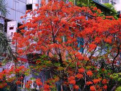 -攀枝花公园