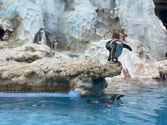 -帝企鹅自助餐厅•儿童岛•真企鹅(长隆企鹅酒店)