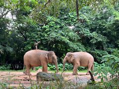 -广州长隆野生动物世界