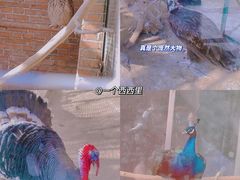 -青岛森林野生动物世界