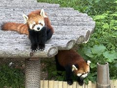 -大连森林动物园