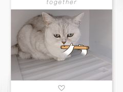 -喵的天空名猫咖啡馆·撸猫·猫舍·用品