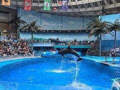 -海合安成都极地海洋公园
