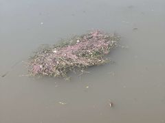 -中国宋庆龄青少年科技文化交流中心