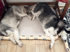 -达爱动物医院·犬猫分区·CT·复杂眼科(远洋山水分院)