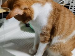 -宠颐生宠物医院·异宠猫科内科·诊疗中心宠巢店