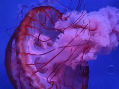 -长沙海底世界