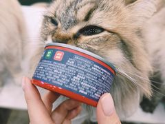-安格丽娜·狗咖·猫咖羊驼咖(春熙路百盛商场店)