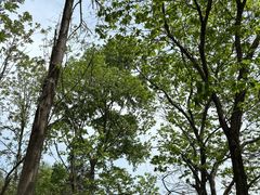 -合肥滨湖国家森林公园