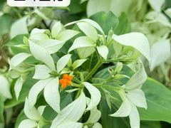 -东莞植物园