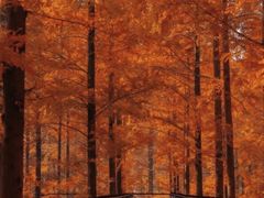 -黄海国家森林公园