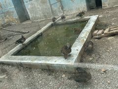 -青藏高原野生动物园