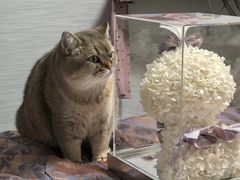 -中农大我爱我爱24h动物医院·中医针灸·猫专科·骨科医疗中心(双井店)