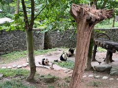 -都江堰中华大熊猫苑