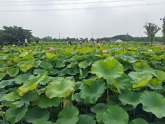 -梁鸿国家湿地公园