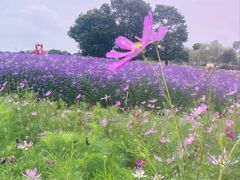 -西京湾花海