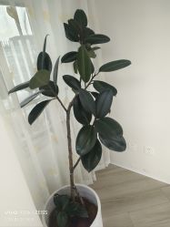 -HEYAN荷妍专业脱毛连锁机构