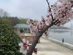 -月湖风景区