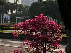 -厦门园林博览苑