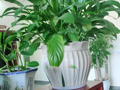 -张钰强中医正骨推拿连锁(唐家人才公寓店)