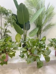 -VE专注问题肌·赛诺龙&科学美肤中心