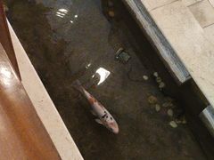 -顺峰·粤菜海鲜·早茶自助(阜成店)