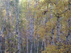 -乌兰布统景区-白桦林