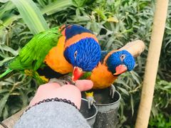 -南宫五洲植物乐园