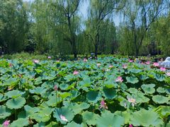 -莲花池公园