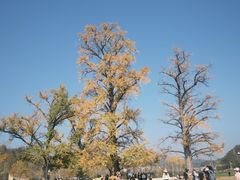 -千年银杏谷文化旅游区