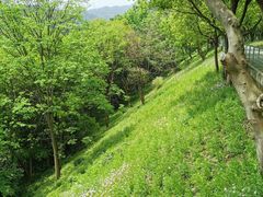 -西湖风景区-江洋畈生态公园