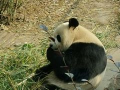 -成都大熊猫繁育研究基地