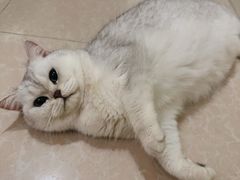 -瑞派康怡24h宠物医院·犬猫医疗中心·微创绝育(瑞景分院)