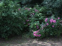 -高子水居