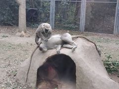 -上海野生动物园