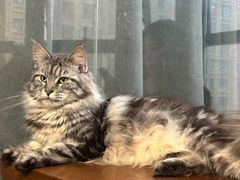 -猫爪屋猫咖(乐汇城店)