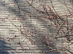 -杭州植物园
