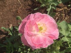 -北纬44度·金珠花海休闲农业旅游景区